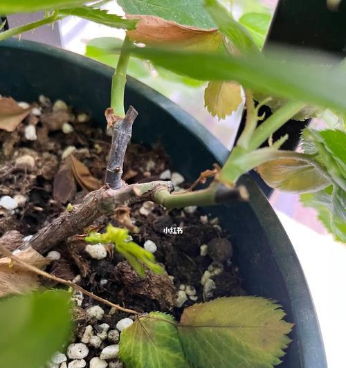 月季花杆为何变黑？如何有效处理？（探究月季花杆变黑的原因与解决方法）-第2张图片-绿意生活