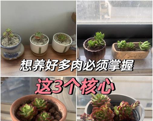多肉植物用土的选择与养护技巧（培养多肉植物健康成长的土壤选择与养护经验分享）-第3张图片-绿意生活