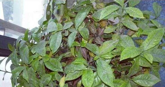 黄肥湿度过高的原因和解决方法（湿度管理是提高黄肥效果的关键）-第3张图片-绿意生活