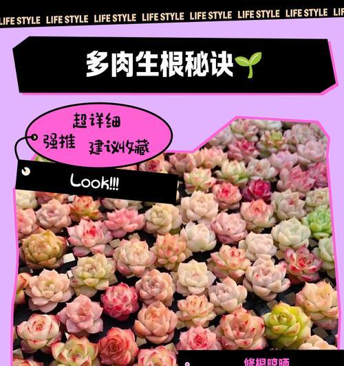 多肉元宝烂根，如何拯救？（挽救烂根的方法及注意事项）-第1张图片-绿意生活