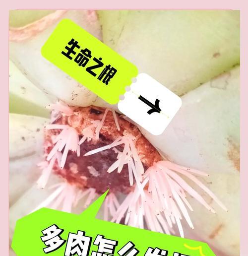 多肉元宝烂根，如何拯救？（挽救烂根的方法及注意事项）-第3张图片-绿意生活