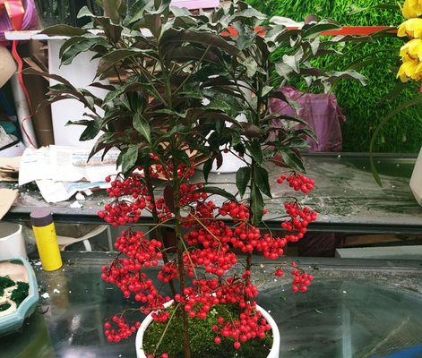 朱砂根果子误食后的应急处理方法（防止毒素吸收，及时就医是关键）-第3张图片-绿意生活