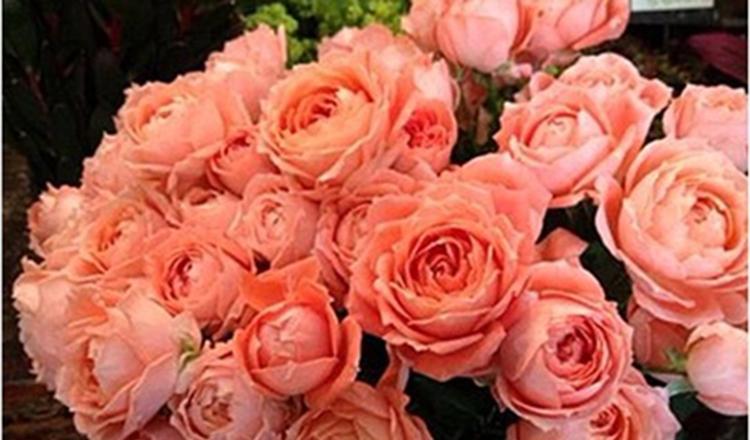 甜蜜回音月季的优缺点（一种适合家庭种植的优良月季品种）-第1张图片-绿意生活
