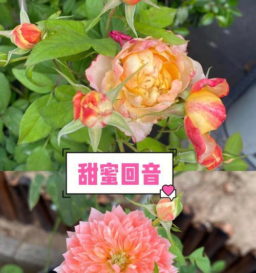 甜蜜回音月季的优缺点（一种适合家庭种植的优良月季品种）-第2张图片-绿意生活
