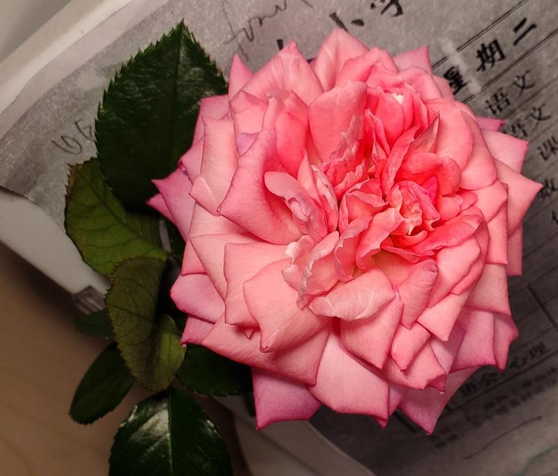 甜蜜回音月季的优缺点（一种适合家庭种植的优良月季品种）-第3张图片-绿意生活