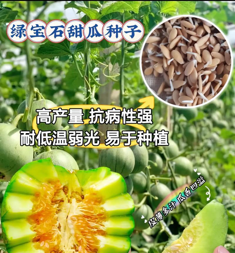 哈密瓜种植技巧（打造丰收的哈密瓜田，）-第1张图片-绿意生活