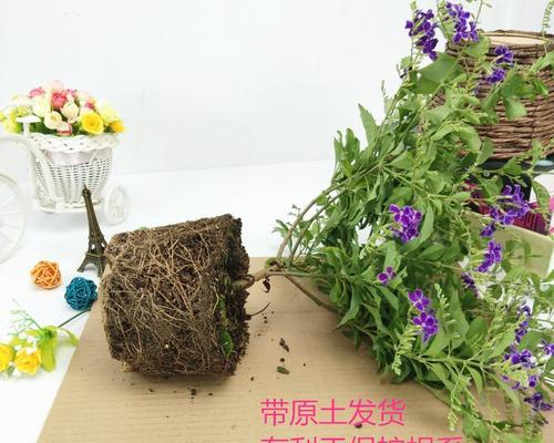 蕾丝金露花的花期和生长习性（探寻蕾丝金露花的生命之旅）-第2张图片-绿意生活