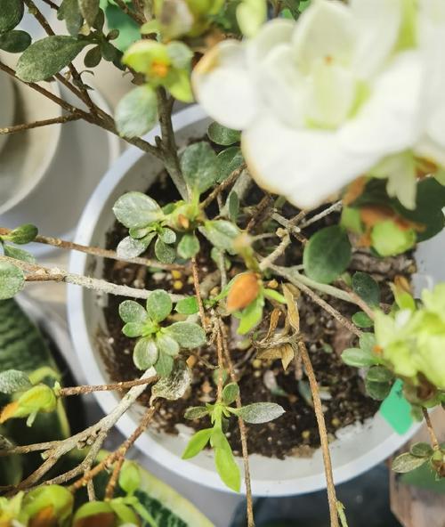 拯救干枯的杜鹃花（教你如何将干死的杜鹃花拯救过来，让它重焕生机）-第3张图片-绿意生活