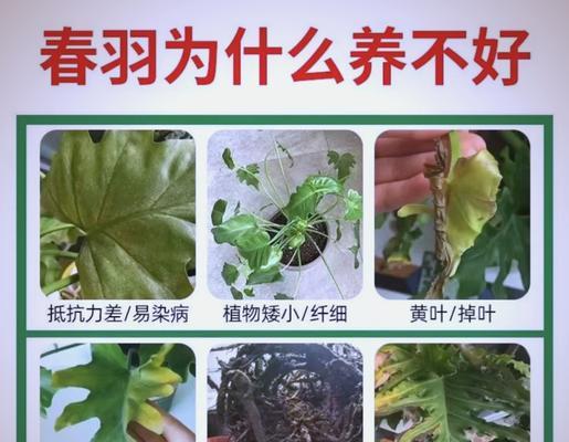 日日春叶子枯萎的原因及应对方法（保护春季叶子不枯萎的关键措施）-第3张图片-绿意生活