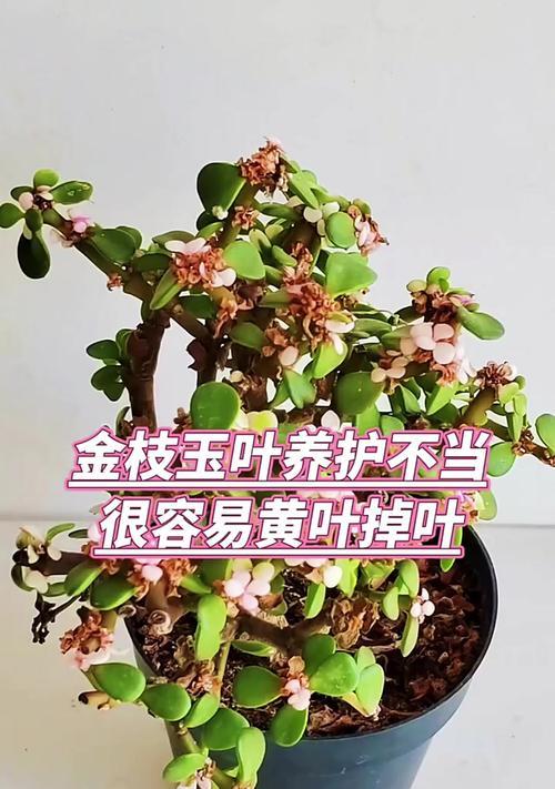 金枝玉叶换盆的注意事项（春季是换盆的最佳时间）-第3张图片-绿意生活