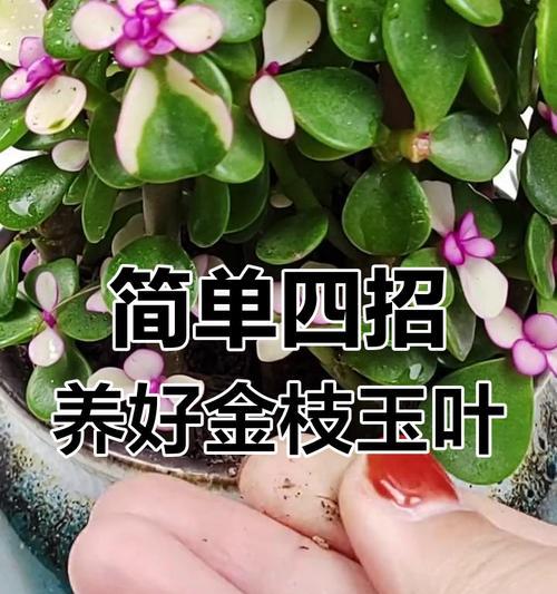 金枝玉叶换盆的注意事项（春季是换盆的最佳时间）-第1张图片-绿意生活