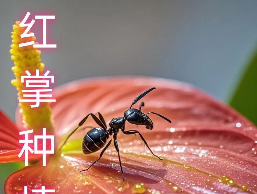 花烛养护之浇水频率（掌握浇水技巧，助你打造花烛之美）-第3张图片-绿意生活
