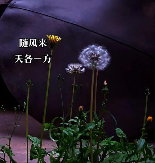蒲公英成熟时间揭秘（了解蒲公英的成熟周期，采摘更容易得手）-第2张图片-绿意生活