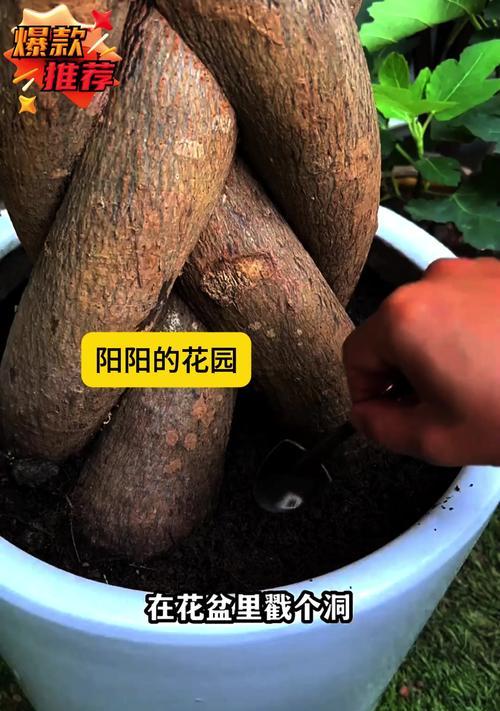 春兰叶子长倒伏怎么办（教你有效解决春兰叶子倒伏问题）-第1张图片-绿意生活