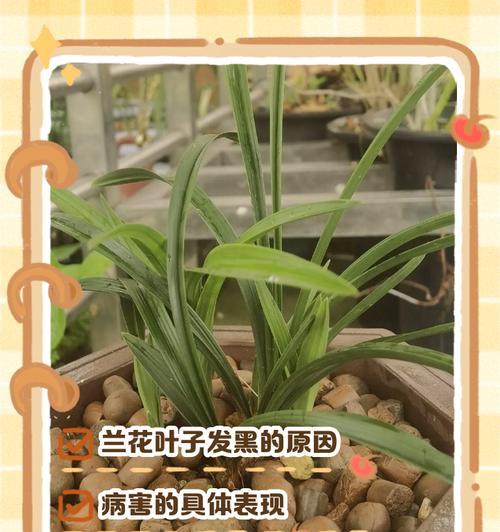 春兰叶子长倒伏怎么办（教你有效解决春兰叶子倒伏问题）-第3张图片-绿意生活