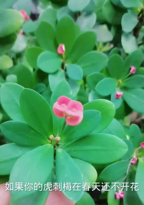 如何让刺梅花变得更红？（解决刺梅花不红问题的实用方法）-第3张图片-绿意生活