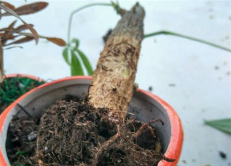 如何处理水养殖物烂根问题（有效防治烂根，保证水养殖物健康生长）-第2张图片-绿意生活