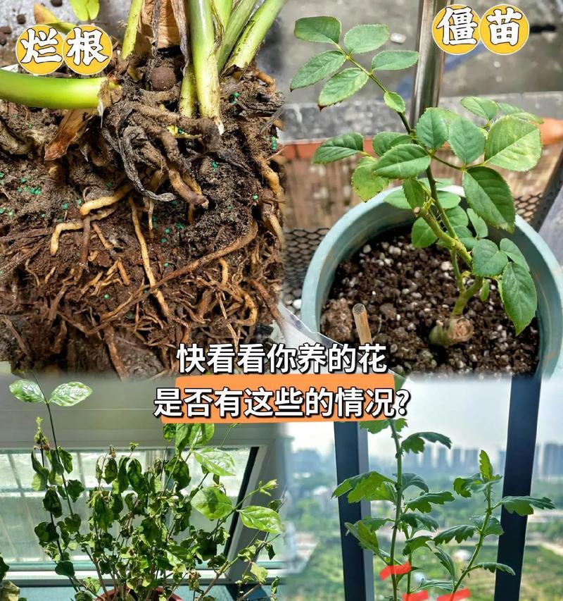 如何处理水养殖物烂根问题（有效防治烂根，保证水养殖物健康生长）-第3张图片-绿意生活