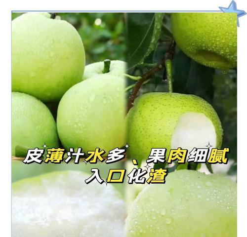 皇冠梨产地分布及最佳产区分析（哪里的皇冠梨最好？皇冠梨种植的地理环境与气候对果实品质的影响）-第2张图片-绿意生活