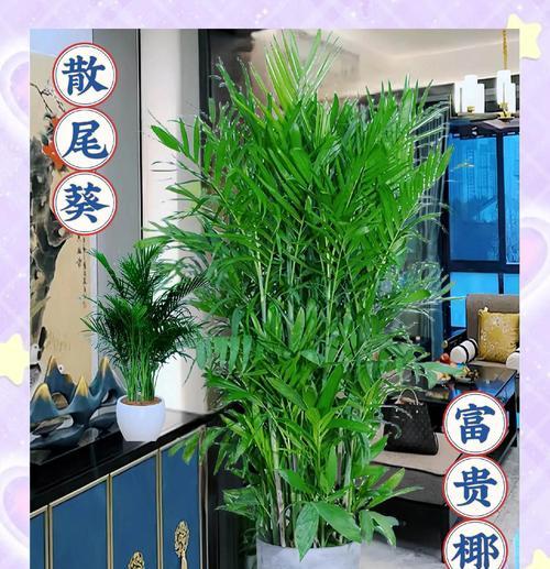 用散尾葵编织造型，创造独特的植物艺术（通过创意编织，打造独一无二的散尾葵造型艺术品）-第2张图片-绿意生活