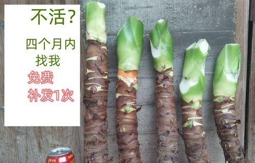 修剪滴水观音（守望花园的小修行之道）-第3张图片-绿意生活
