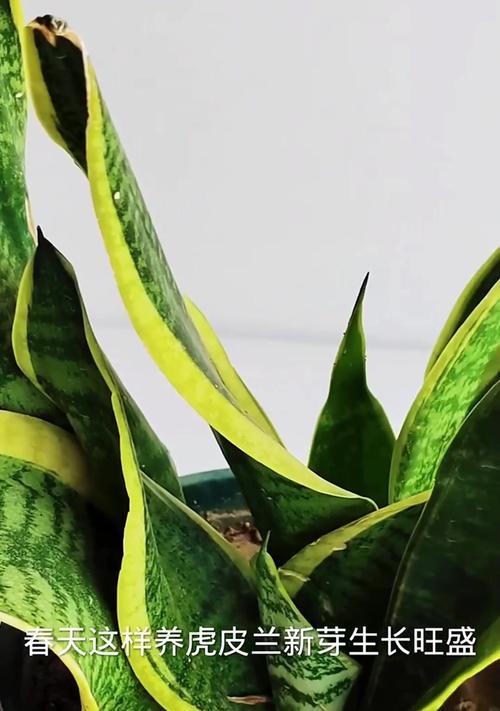 虎皮兰（揭秘虎皮兰生长的奥秘，为您解答种植难题）-第2张图片-绿意生活