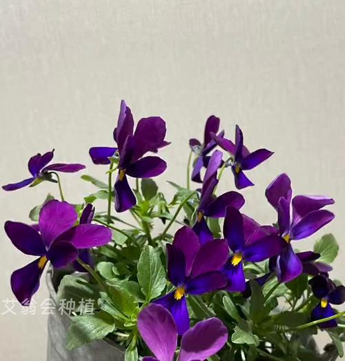 如何有效养护角堇阳台花草（打造繁花似锦的阳台花园，角堇阳台花草养护攻略揭秘）-第1张图片-绿意生活