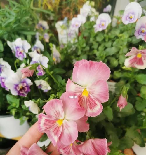 如何有效养护角堇阳台花草（打造繁花似锦的阳台花园，角堇阳台花草养护攻略揭秘）-第3张图片-绿意生活