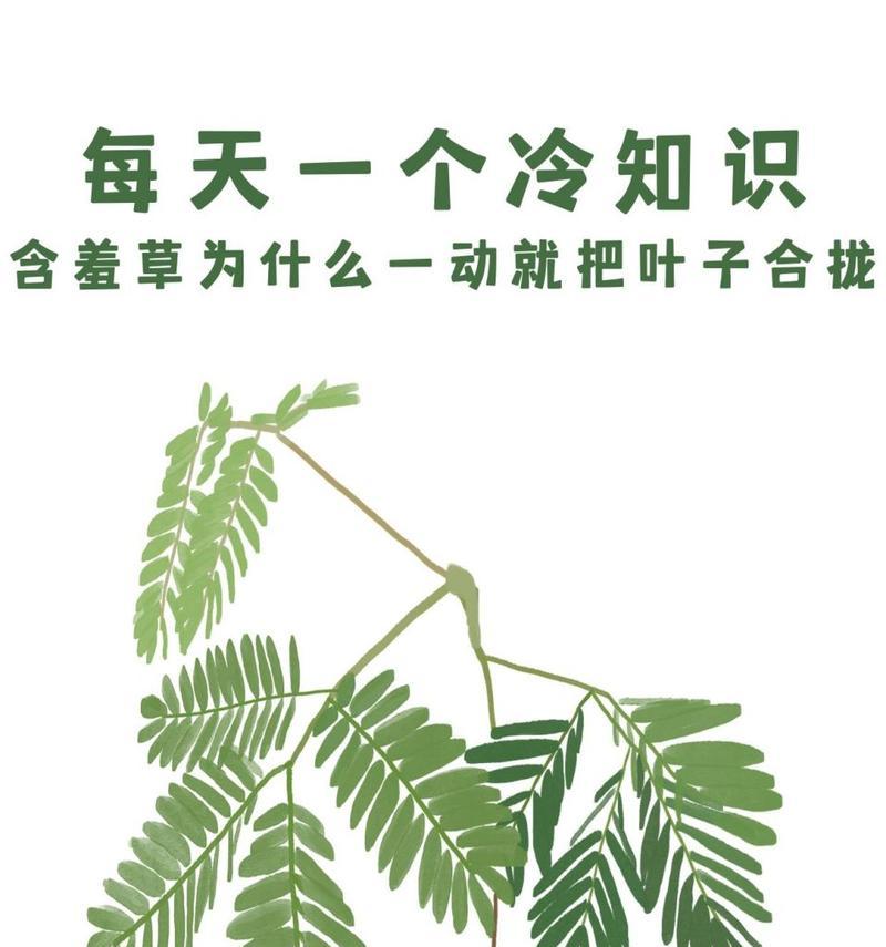 揭秘含羞草神秘面纱（探寻含羞草的外貌、习性、生长环境等特征）-第2张图片-绿意生活
