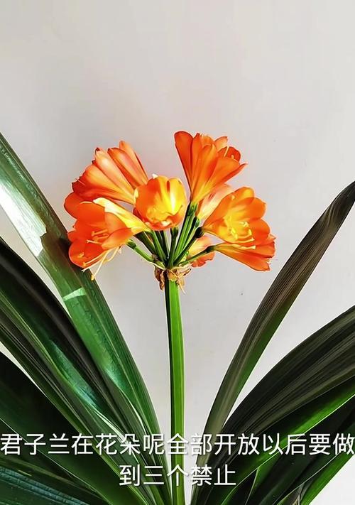君子兰开花时间及开放特点（探寻君子兰开花之谜，揭秘君子兰开花的奥秘）-第2张图片-绿意生活