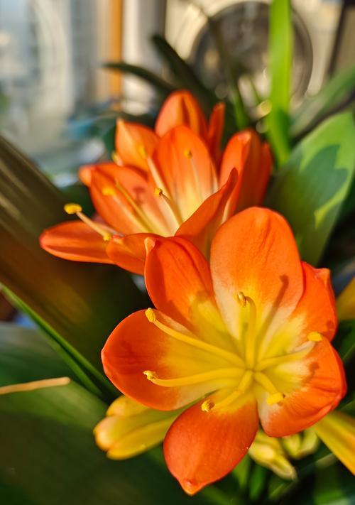 君子兰开花时间及开放特点（探寻君子兰开花之谜，揭秘君子兰开花的奥秘）-第3张图片-绿意生活