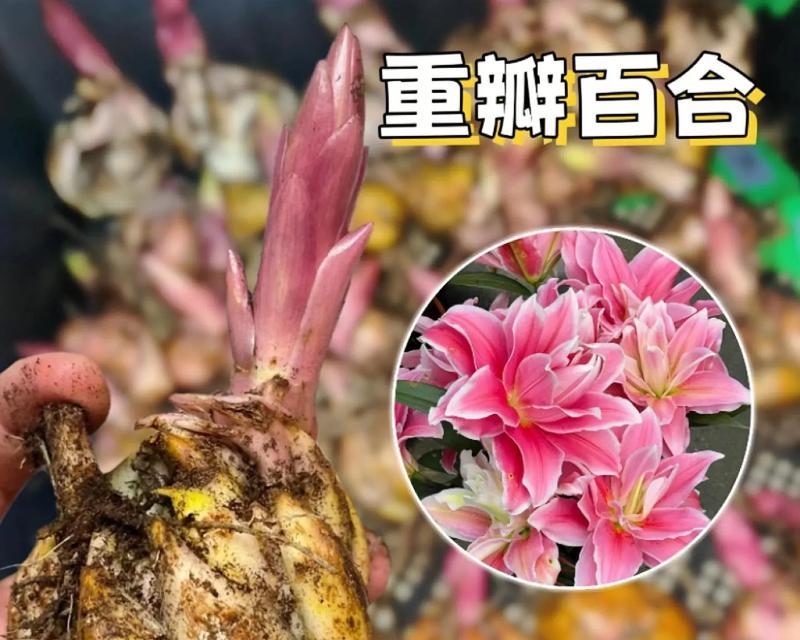 百合花的养殖方法与注意事项（如何种植百合花，养护百合花需要注意什么？）-第2张图片-绿意生活