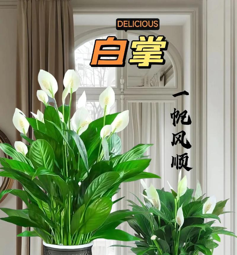 如何以一帆风顺养得漂亮（化妆技巧、护肤秘诀与生活习惯的完美结合）-第1张图片-绿意生活