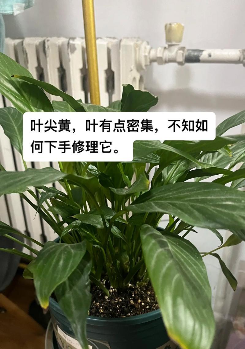 如何以一帆风顺养得漂亮（化妆技巧、护肤秘诀与生活习惯的完美结合）-第2张图片-绿意生活