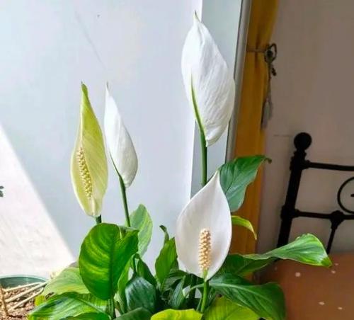 如何以一帆风顺养得漂亮（化妆技巧、护肤秘诀与生活习惯的完美结合）-第3张图片-绿意生活