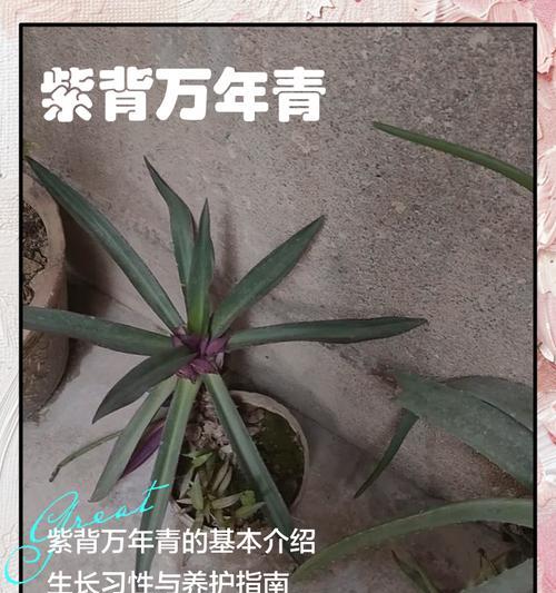 万年青肥多了怎么办？（应对万年青肥多的有效方法）-第1张图片-绿意生活