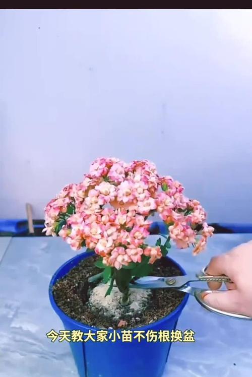 盆栽幼苗的成活判断方法（如何准确判断盆栽幼苗是否存活）-第1张图片-绿意生活