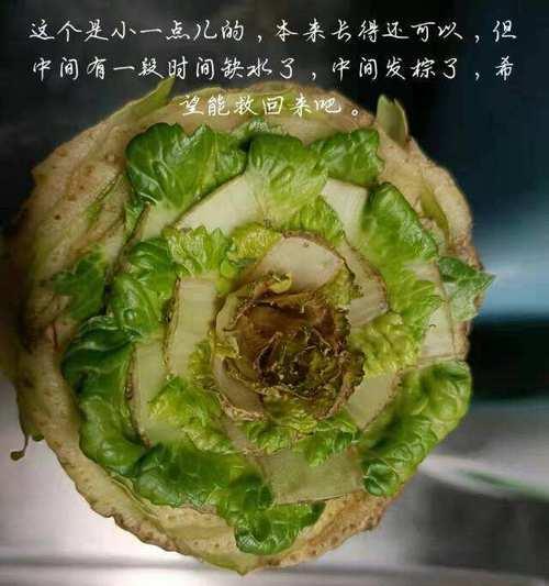 白菜缺水的迹象及应对方法（如何判断白菜是否缺水及应对措施）-第1张图片-绿意生活