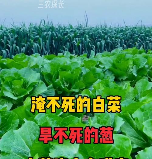 白菜缺水的迹象及应对方法（如何判断白菜是否缺水及应对措施）-第2张图片-绿意生活