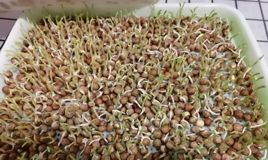 黄豆水培好还是土培好？（探究黄豆种植方法的优缺点）-第1张图片-绿意生活