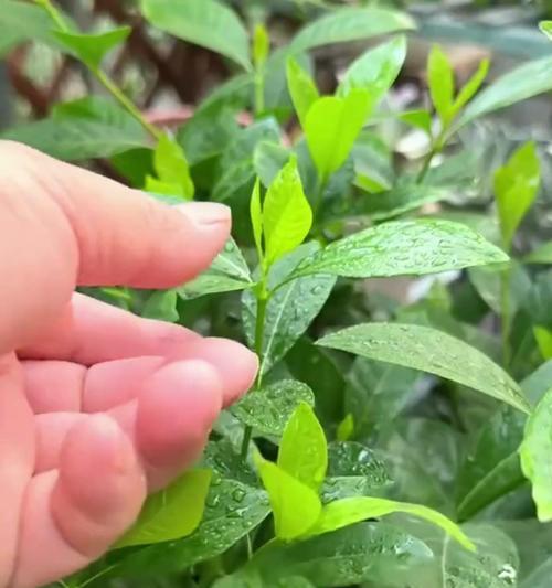 家里花有白色飞虫？原因和处理方法大揭秘！-第2张图片-绿意生活