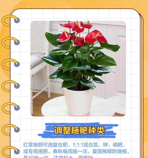 用复合肥浇红掌的正确方法（使用复合肥让红掌更健康成长）-第3张图片-绿意生活