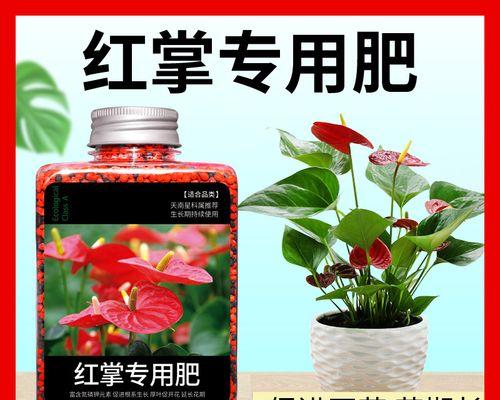 用复合肥浇红掌的正确方法（使用复合肥让红掌更健康成长）-第2张图片-绿意生活