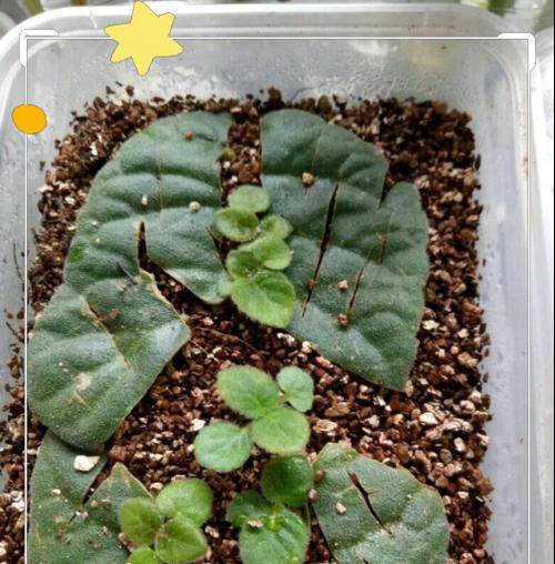 非洲堇叶插成活的繁殖技巧（掌握分棵技巧，让非洲堇繁衍生息）-第1张图片-绿意生活