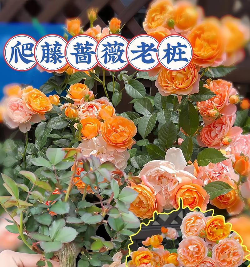 如何正确养护剪下的蔷薇花（剪下来的蔷薇花如何延长寿命）-第1张图片-绿意生活
