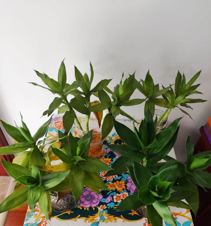 如何正确养护剪下的蔷薇花（剪下来的蔷薇花如何延长寿命）-第3张图片-绿意生活