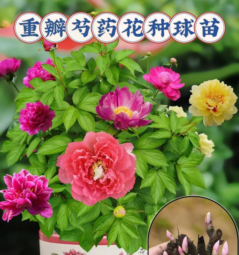 芍药花的食用价值探究（从药用到美食，芍药花的新出路）-第2张图片-绿意生活