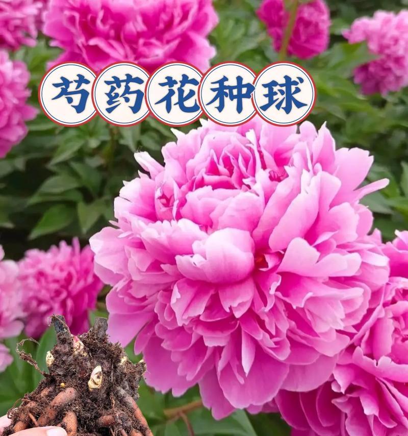 芍药花的食用价值探究（从药用到美食，芍药花的新出路）-第3张图片-绿意生活