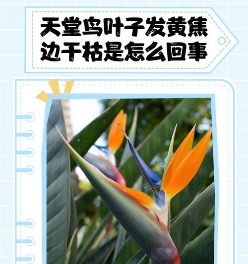 揭秘鹤望兰叶片的油性之谜（神奇的油性叶片，为鹤望兰注入生命力）-第1张图片-绿意生活