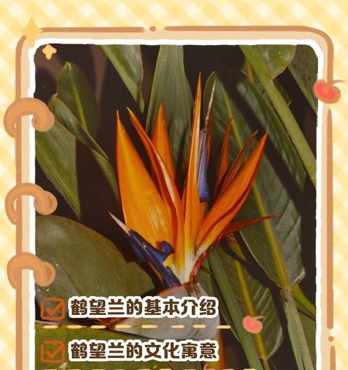 揭秘鹤望兰叶片的油性之谜（神奇的油性叶片，为鹤望兰注入生命力）-第2张图片-绿意生活